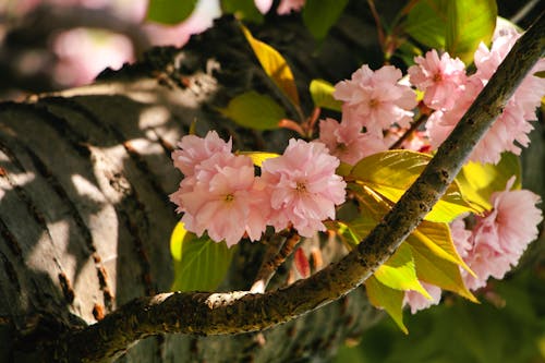 봄 꽃의 무료 스톡 사진