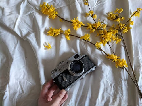 Kostnadsfri bild av blomma, dslr, håller