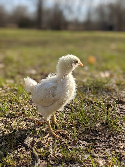 Free stock photo of chick, chicken, farm