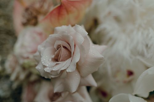 Free Soft pink rose adorned with dewdrops, showcasing nature's beauty up close. Stock Photo
