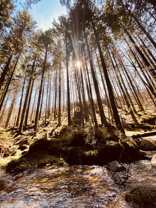 Foto profissional grátis de água, ao ar livre, árvores