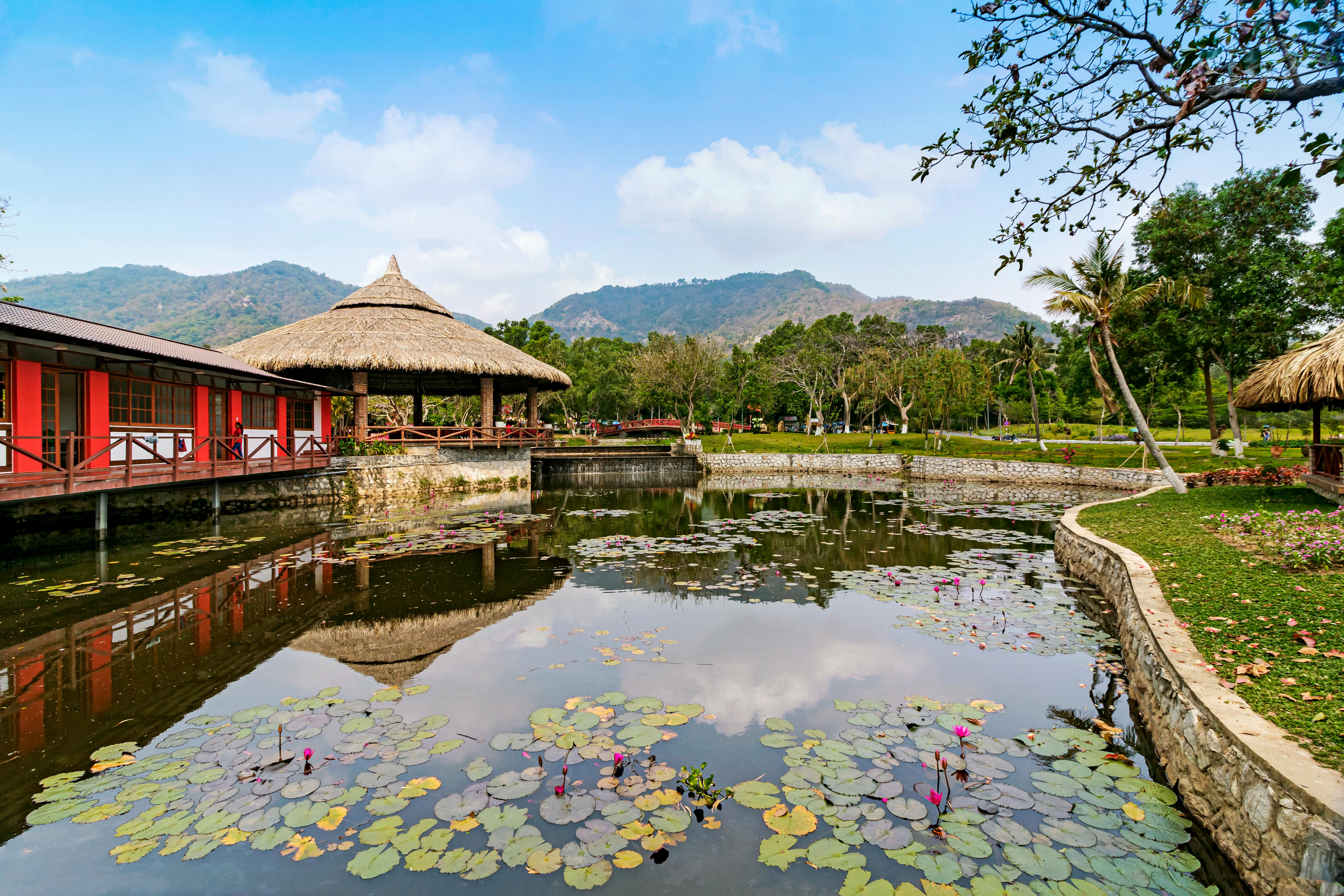 lily pads on water