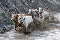 Herd of White and Brown Cow on Water