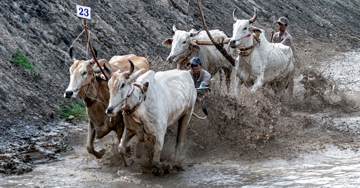 Cow Rally Cow Racing Festival in Vietnam · Free Stock Photo