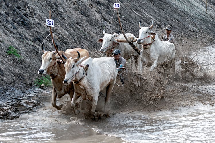 Cow Racing Festival In Vietnam