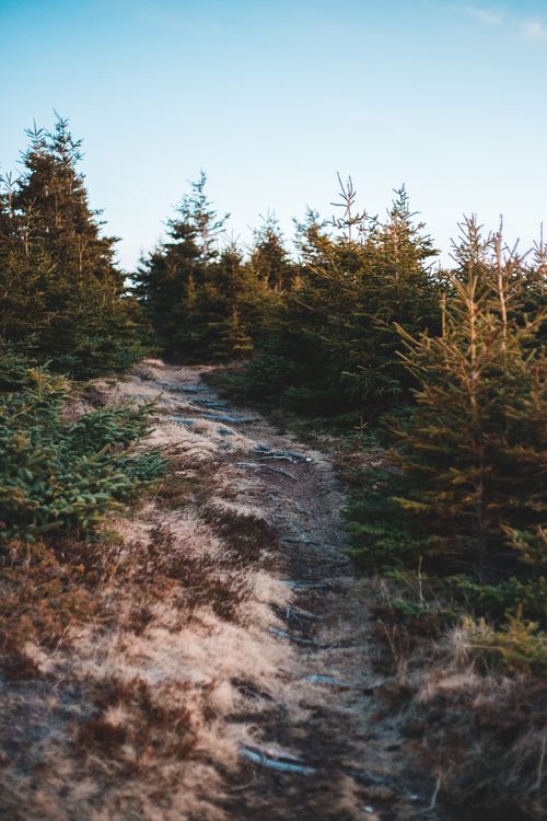 Free Scenery view of dry narrow pathway with uneven surface between growing green trees on hill under serene sky in daylight Stock Photo