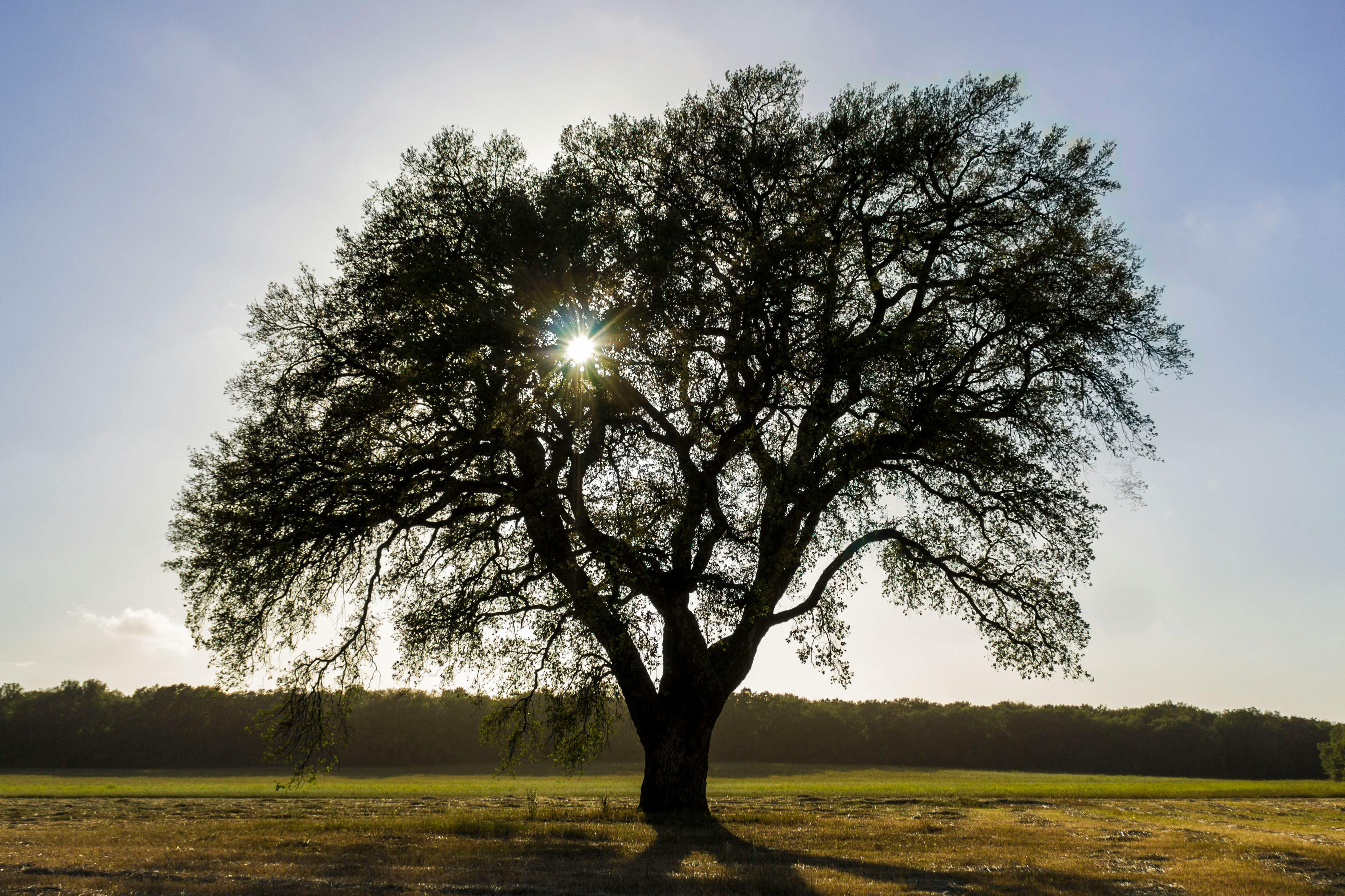 Kostenloses Foto zum Thema baum, blauer himmel, garten