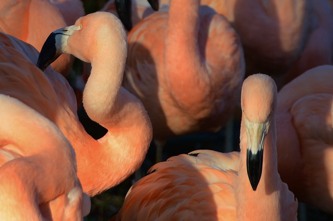 Gratis lagerfoto af dyr, flamingo, flamingoer Lagerfoto