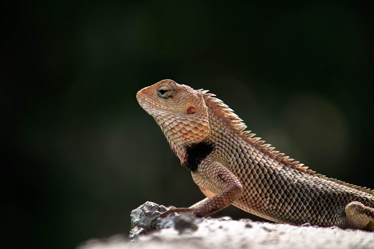 Side View Shot Of Lizard