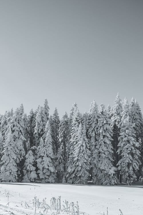 Foto d'estoc gratuïta de a l'aire lliure, a pagès, arbre