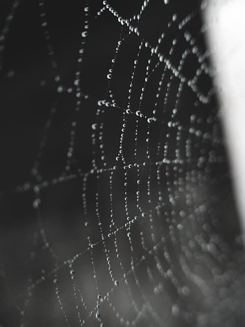 Spider web with water drops on black background