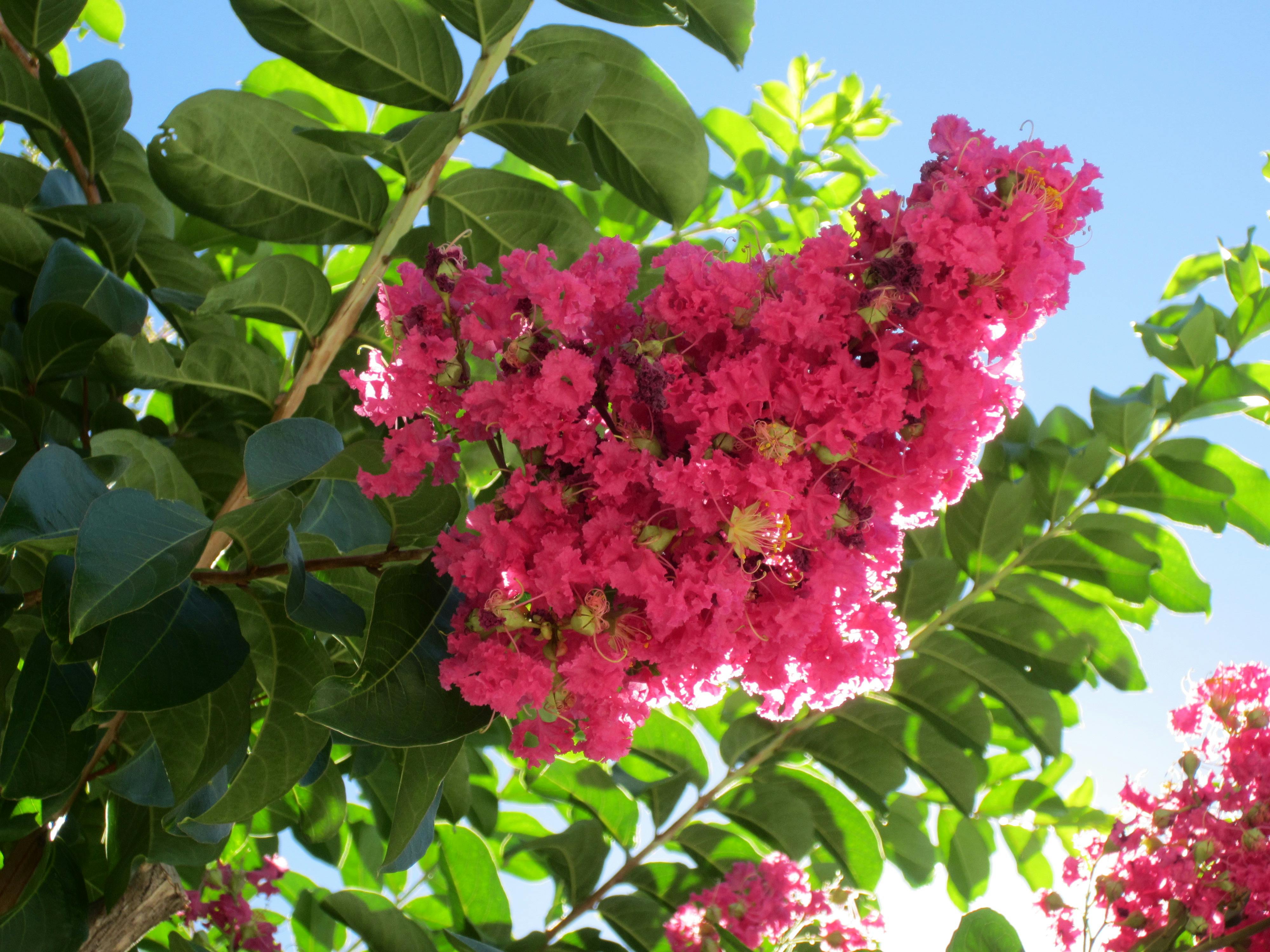 Foto Stok Gratis Tentang Albero Biru Blu