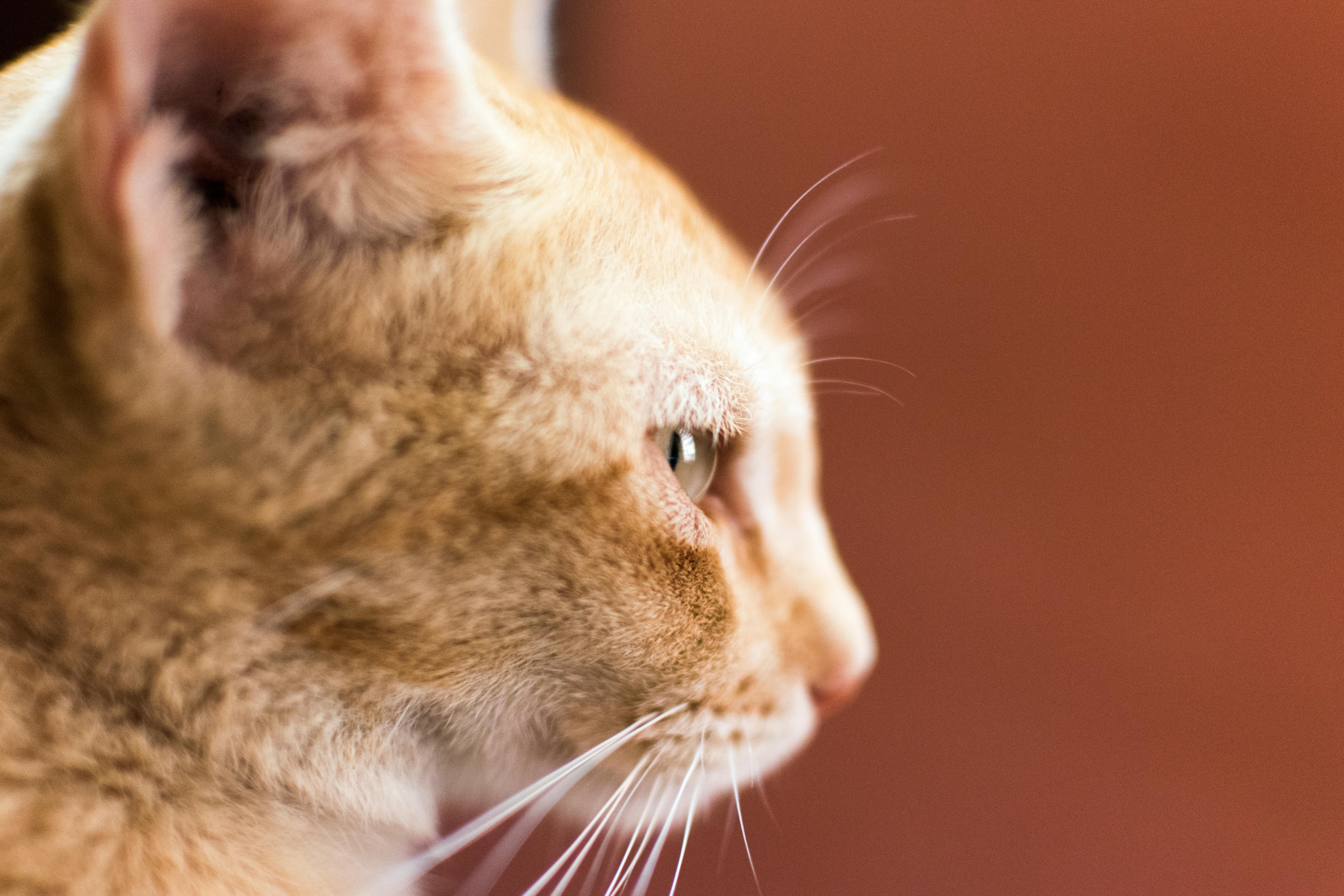 这只姜黄色猫聚精会神地看着镜头，迷人的侧面照片非常适合宠物爱好者