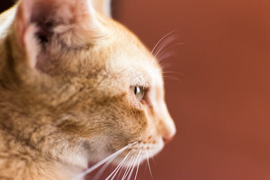 这只姜黄色猫聚精会神地看着镜头，迷人的侧面照片非常适合宠物爱好者