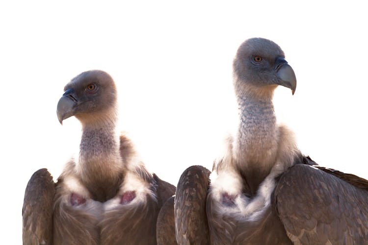 Close-Up Photo Of Two Griffon Vultures