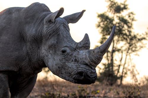 Selective Focus Photograph of a Rhinoceros
