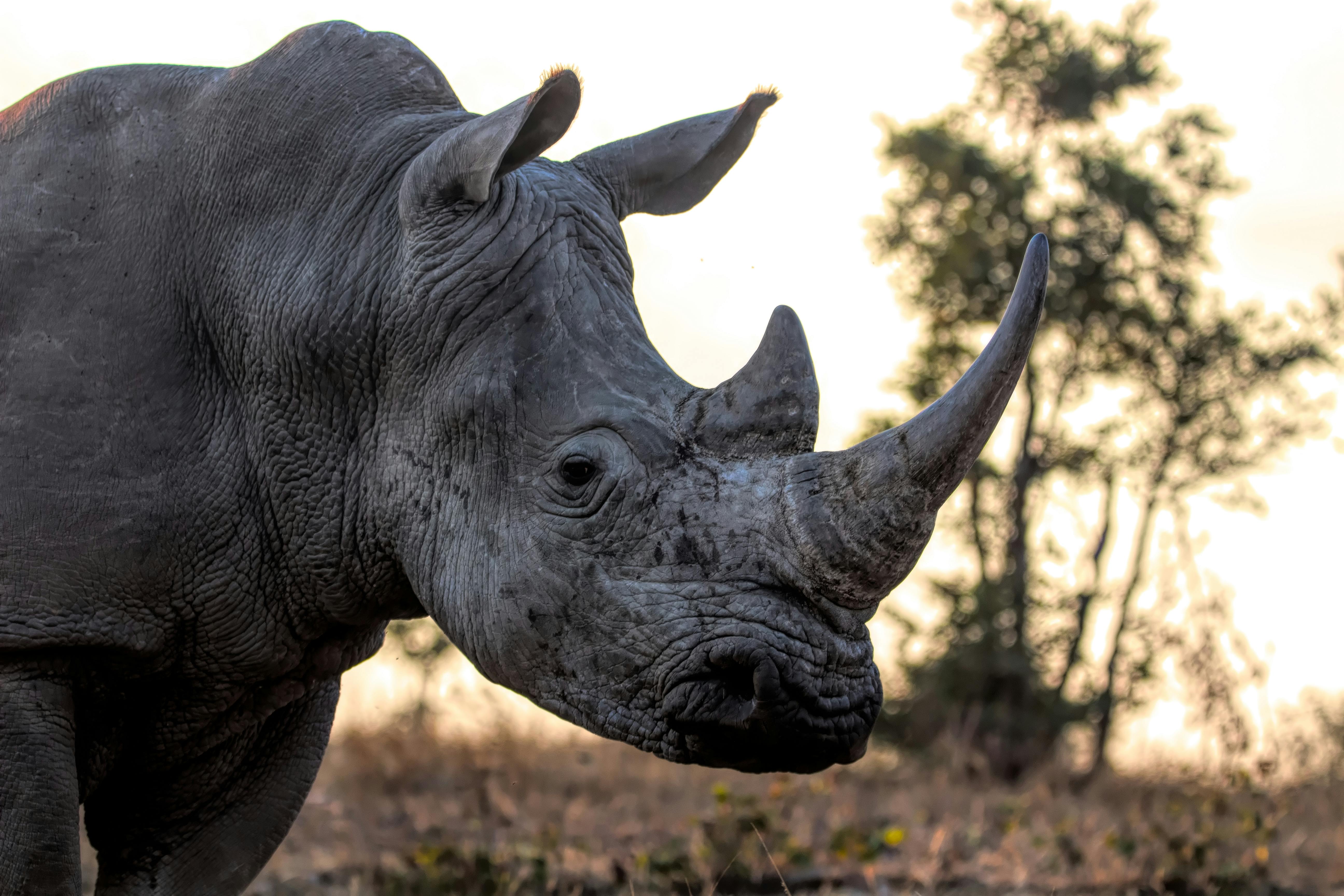 Rhino Photos, Download The BEST Free Rhino Stock Photos & HD Images