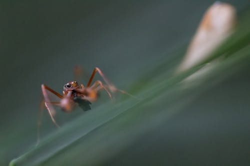 Macro Shot of a Red Spider