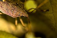 Blue and Black Butterfly on Green Leaf in Close Up Photography