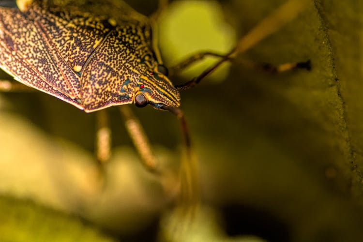 Macro Shot Of A Stink Bug