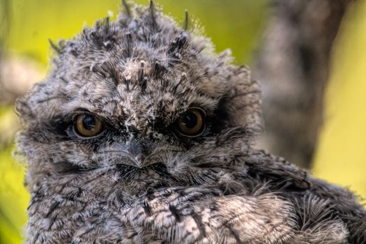Detailed close-up of a tawny frogmouth bird showcasing its intricate feathers and piercing eyes.