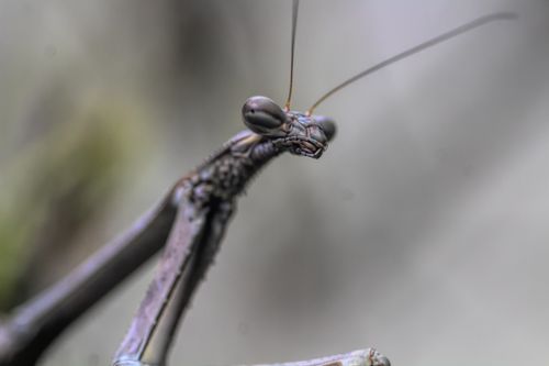 Free Detailed macro photograph of a praying mantis, showcasing its intricate features and textures. Stock Photo