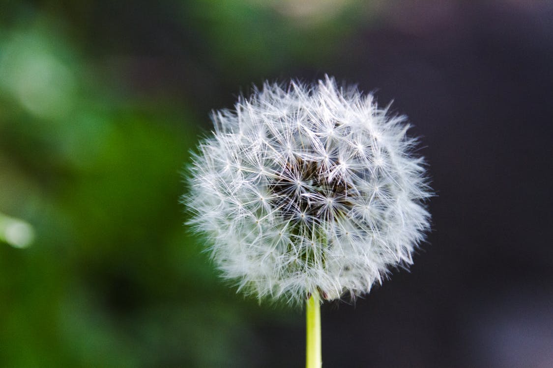 Dandelion'un Sığ Odak Fotoğrafı