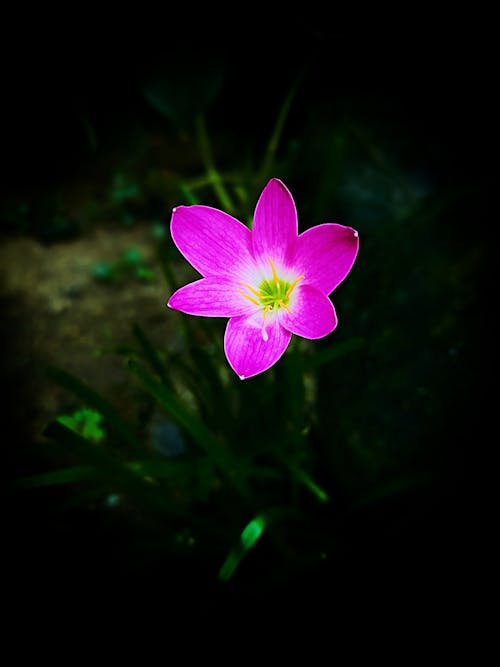 아름다운, 아름다운 꽃, 정원에 핀 꽃의 무료 스톡 사진