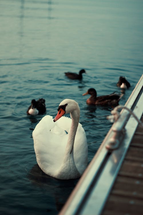 White Swan Swimming Near Ducks