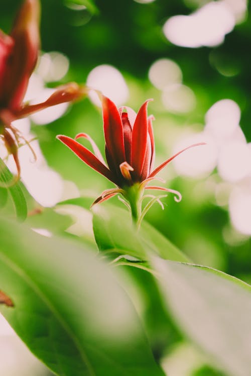 Exotic red flower growing in lush garden