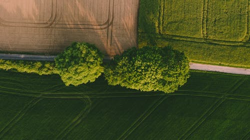 Ingyenes stockfotó drónfelvétel, fák, farm témában