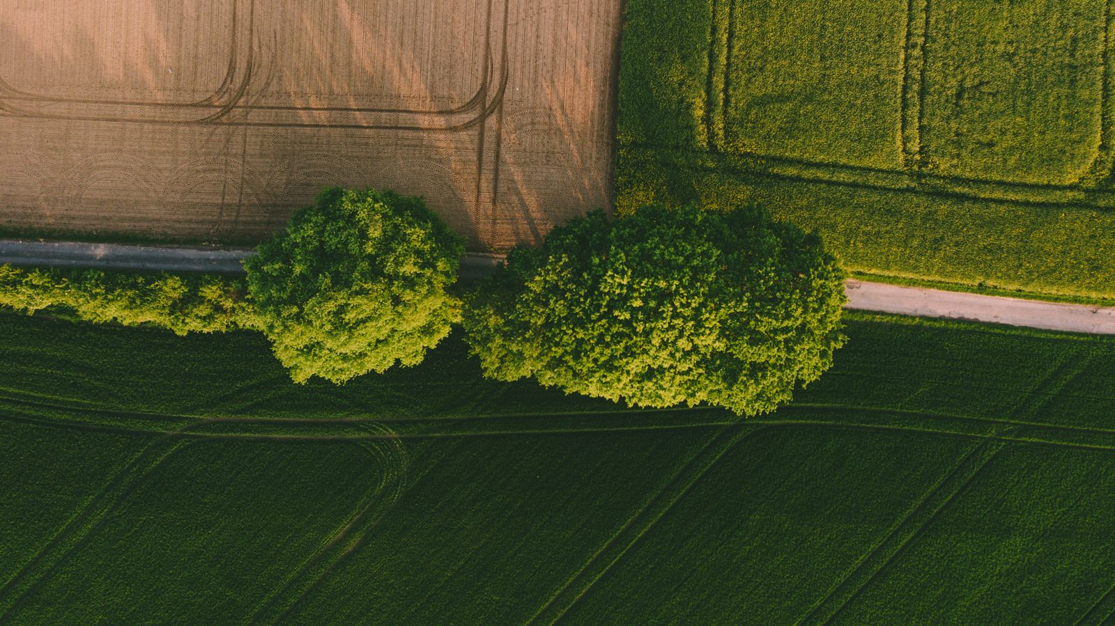 Why India's Farmland Market Will Redefine Wealth Creation in 2026