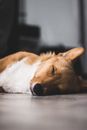 一只安静的柯基犬在室内的地板上睡着，显得既可爱又充满陪伴感