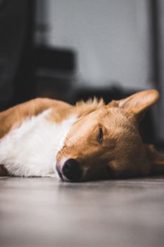 一只安静的柯基犬在室内的地板上睡着，显得既可爱又充满陪伴感