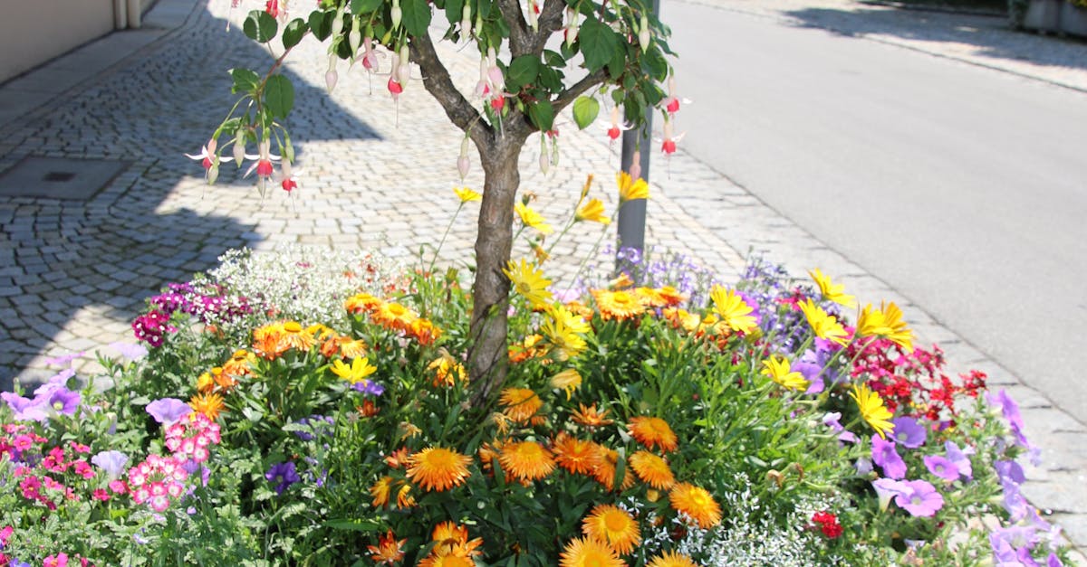 Free stock photo of flower pot, flowers, garden