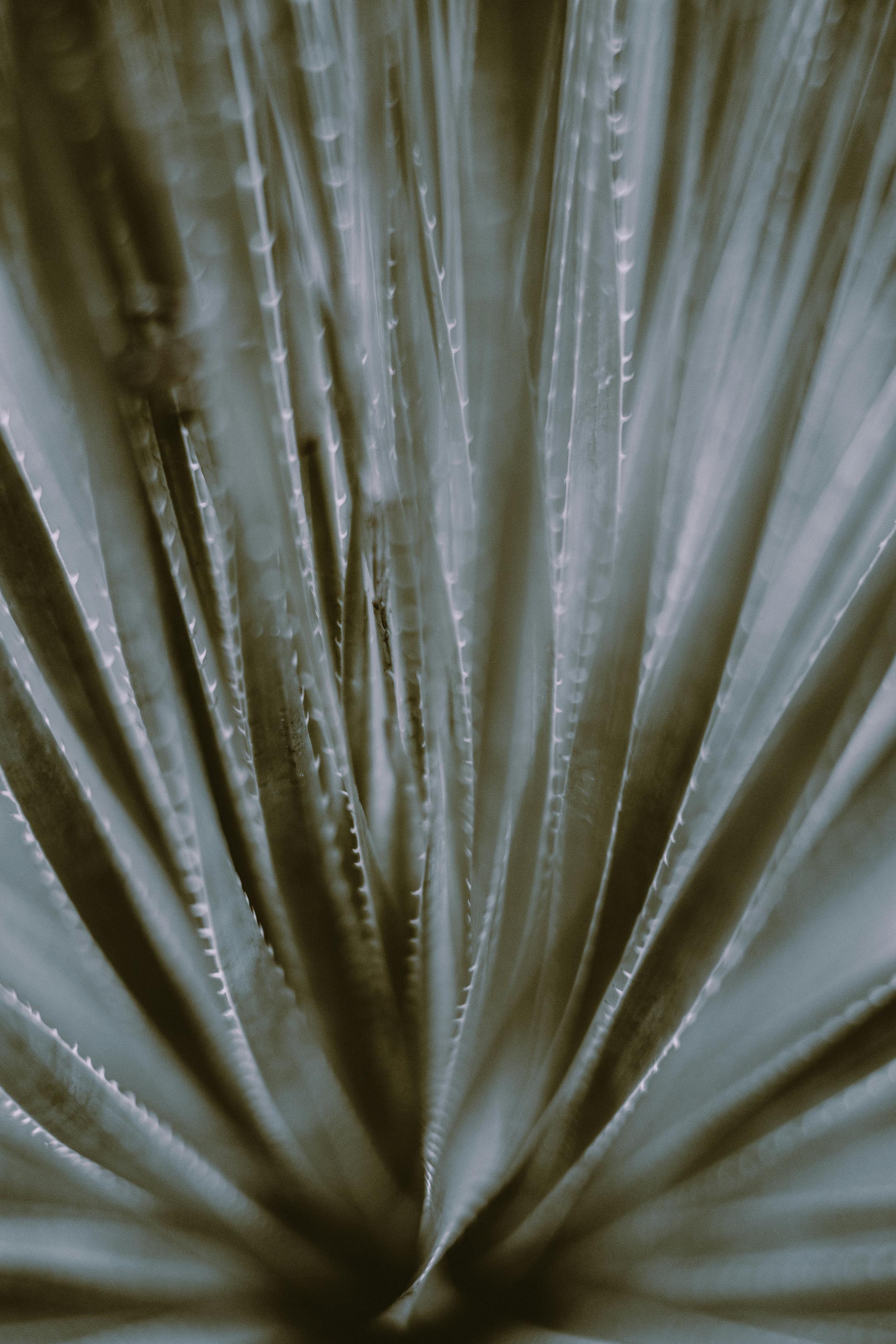 texture of green spiky foliage