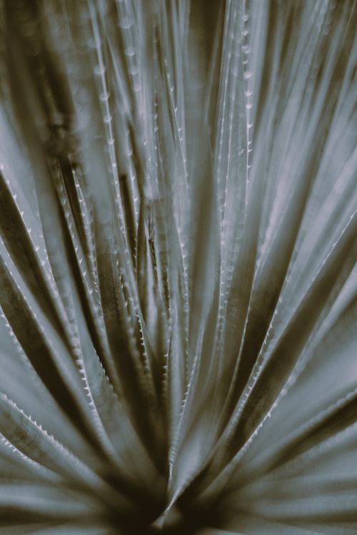 Free Closeup abstract texture background of thin thorny edges of exotic plant with dense long foliage Stock Photo