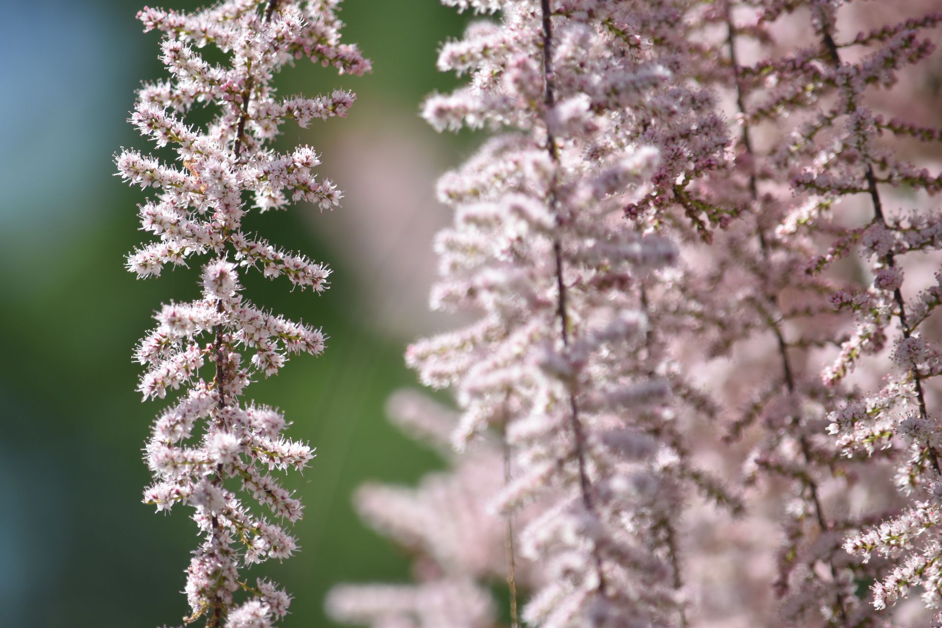 Close-up of delicate pink Astilbe flowers in natural outdoor light, showcasing their fluffy texture.