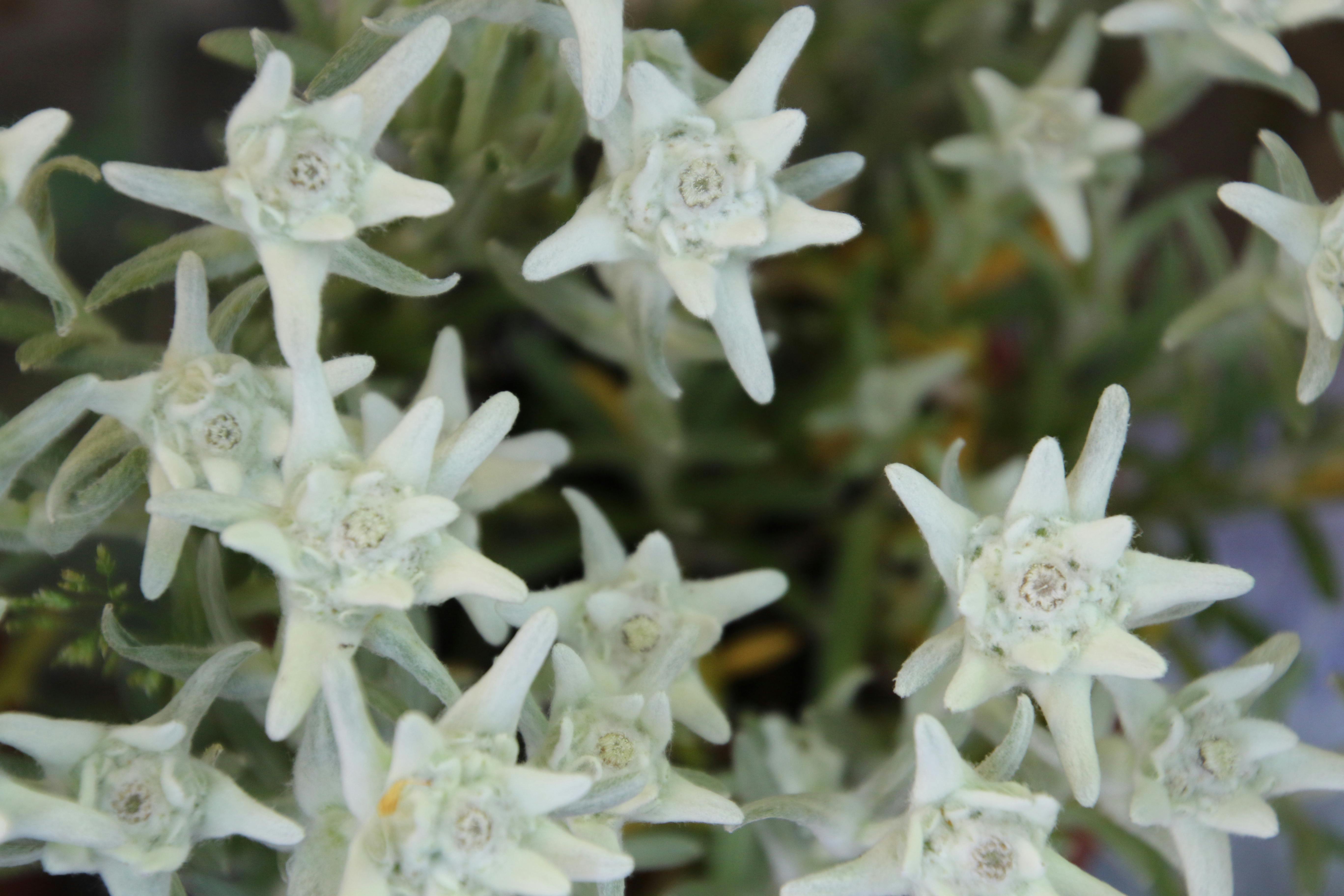 エーデルワイス ドイツの花 フィールドの無料の写真素材