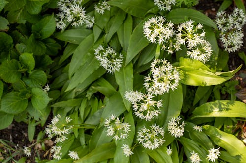 Gratis stockfoto met bladeren, bloemen, bloemknoppen