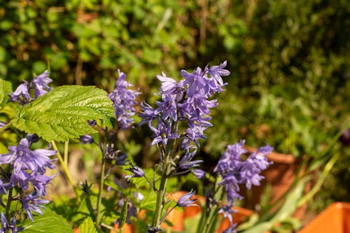 Gratis stockfoto met bladeren, bloemen, bloemknoppen