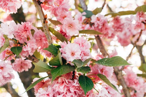 Free Close-Up Photo of Pink Prunus Kanzan Flowers Stock Photo