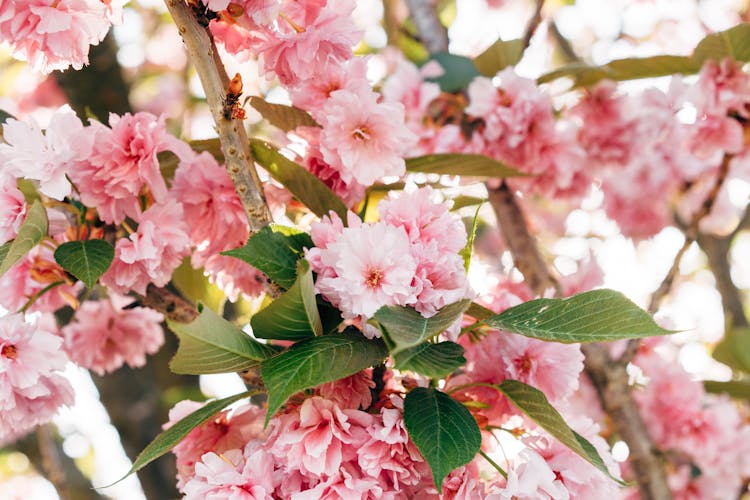 Close-Up Photo Of Pink Prunus Kanzan Flowers