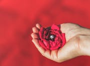 钻石订婚戒指镶嵌在红玫瑰花瓣上，象征着爱情