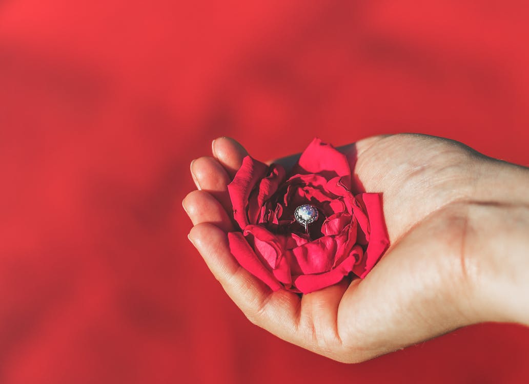 Free Person Holding Red Petaled Flowers Stock Photo