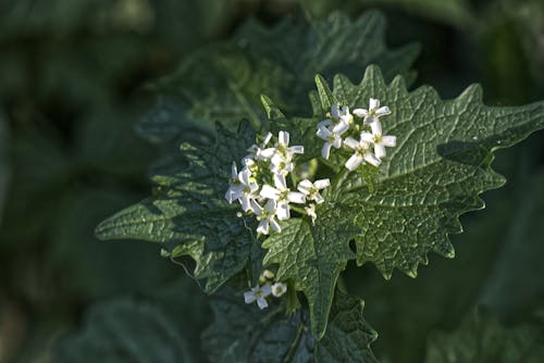 blüten, 內塞爾 的 免費圖庫相片