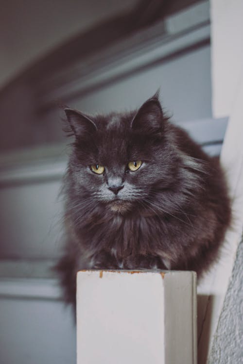 Черная кошка на белой лестнице