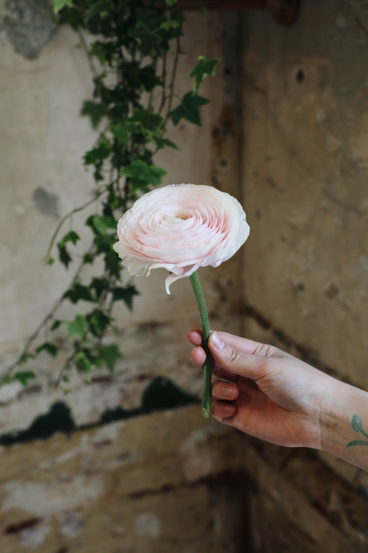 Woman Hand Holding Single Rose