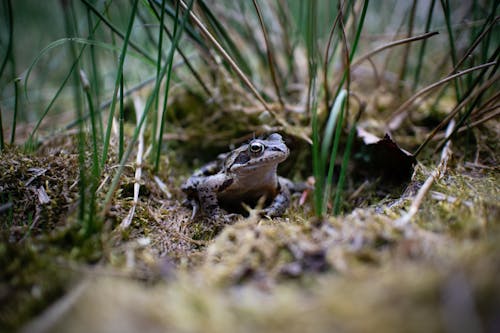 Close-Up Photo of a Frog on the Ground