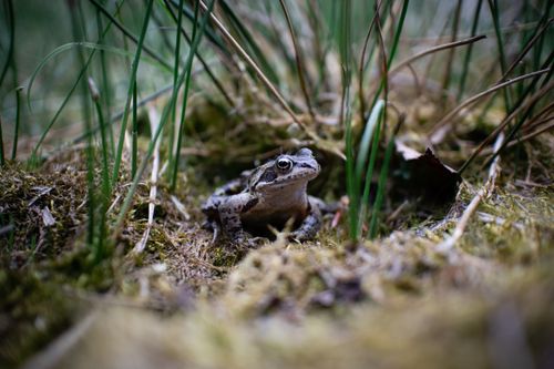 Free A detailed close-up photograph of a frog camouflaged in its natural habitat with lush greenery. Stock Photo